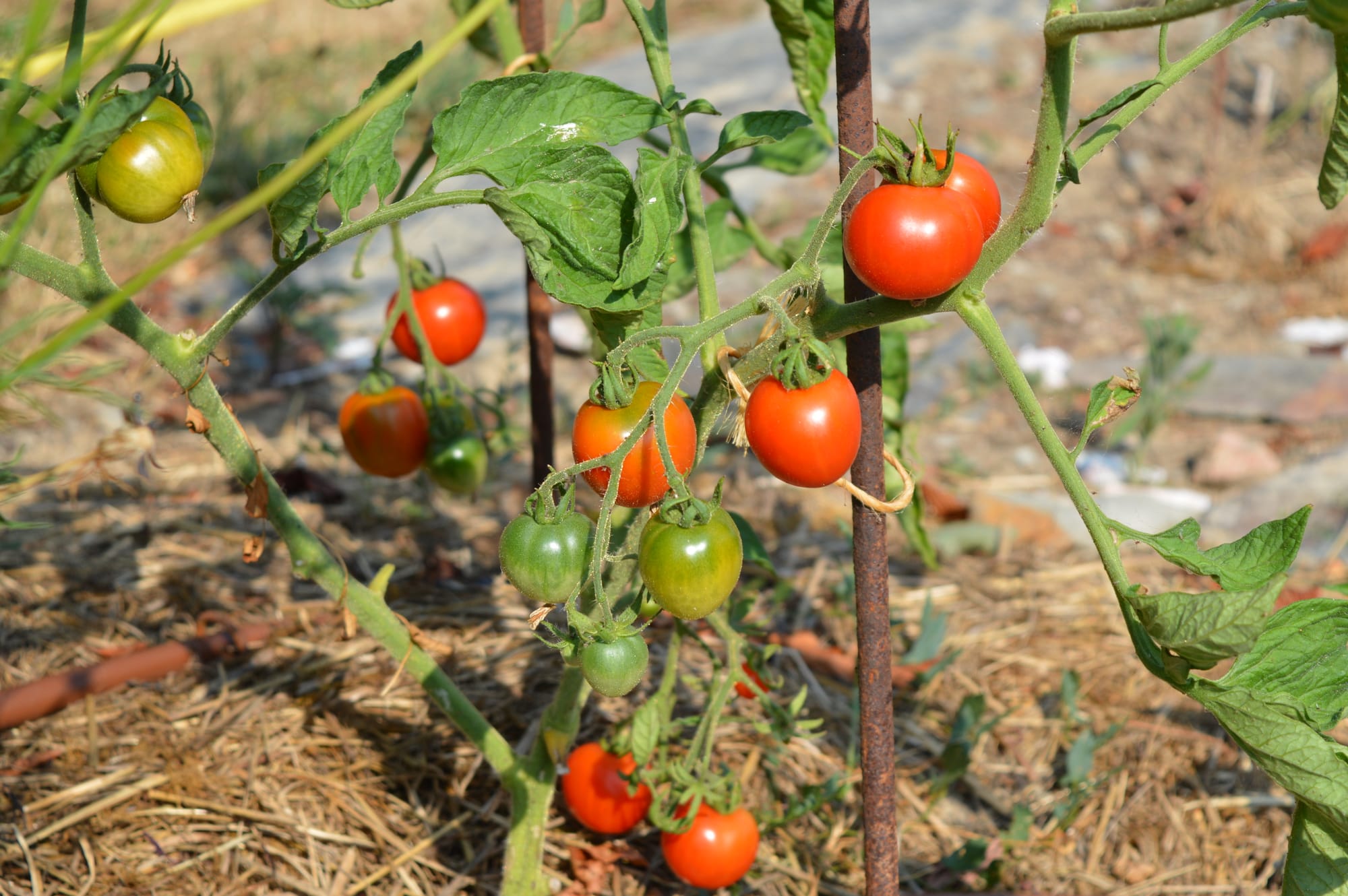 Des récoltes par temps très sec