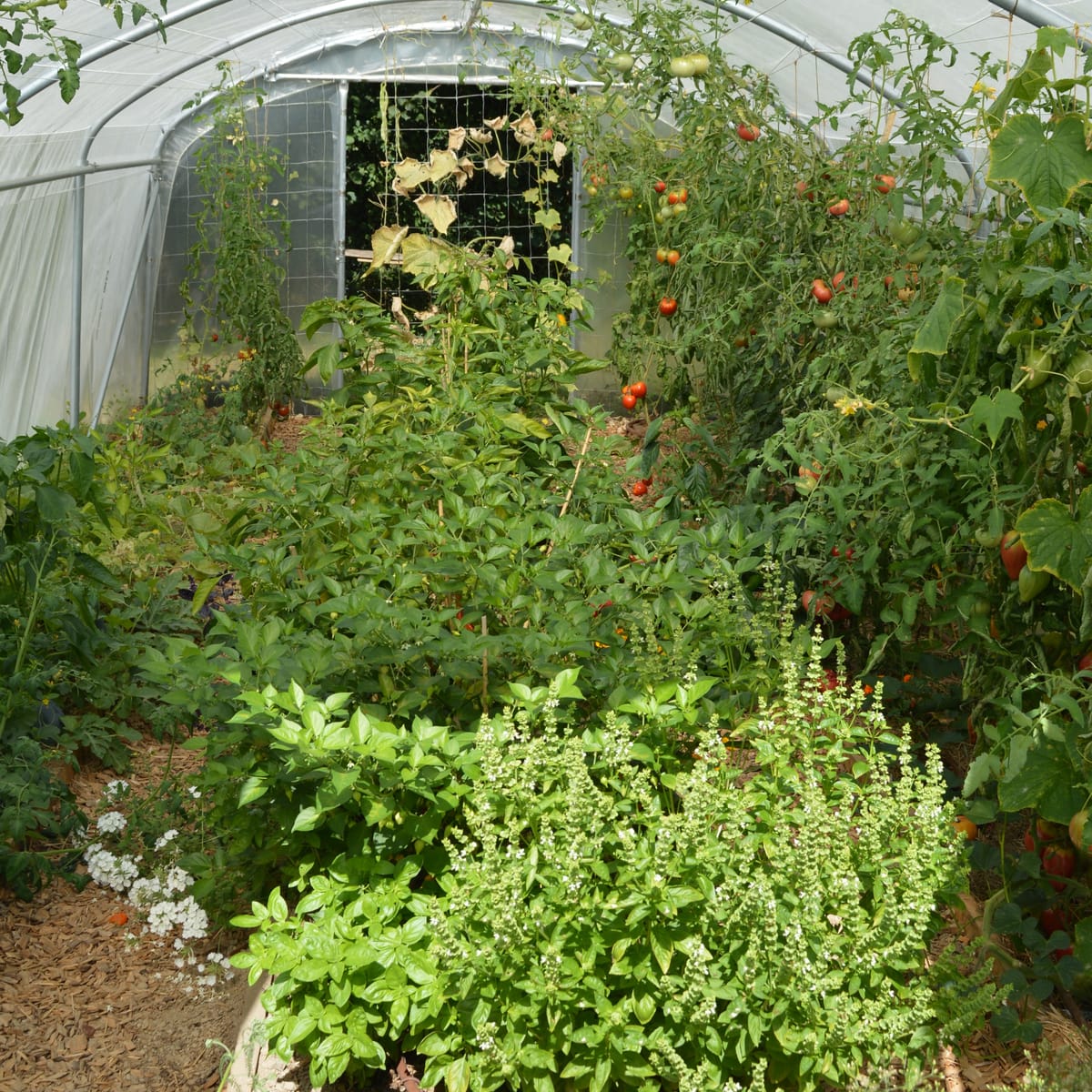 Tomates pour tous !