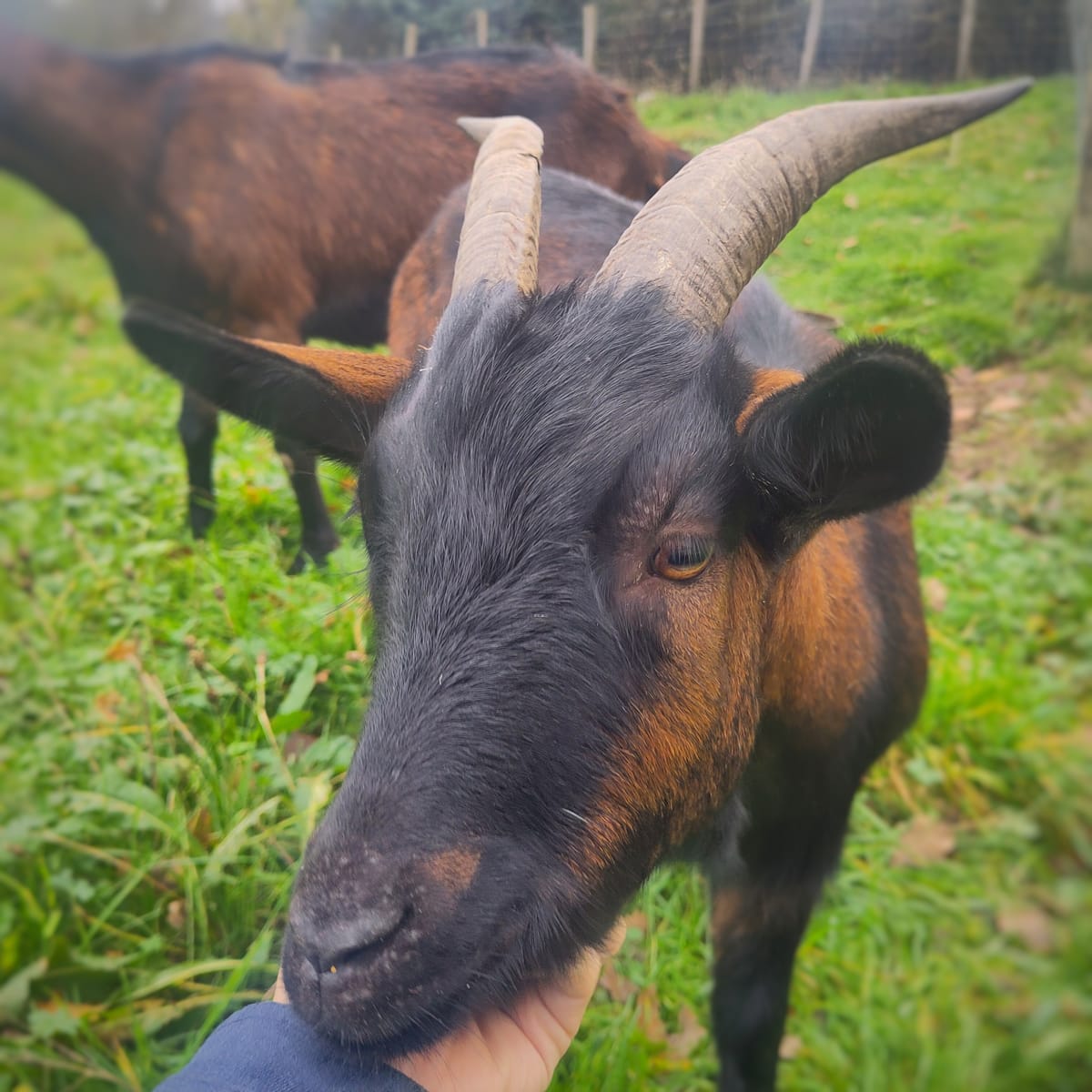 La fin d'année à La Bardoulais