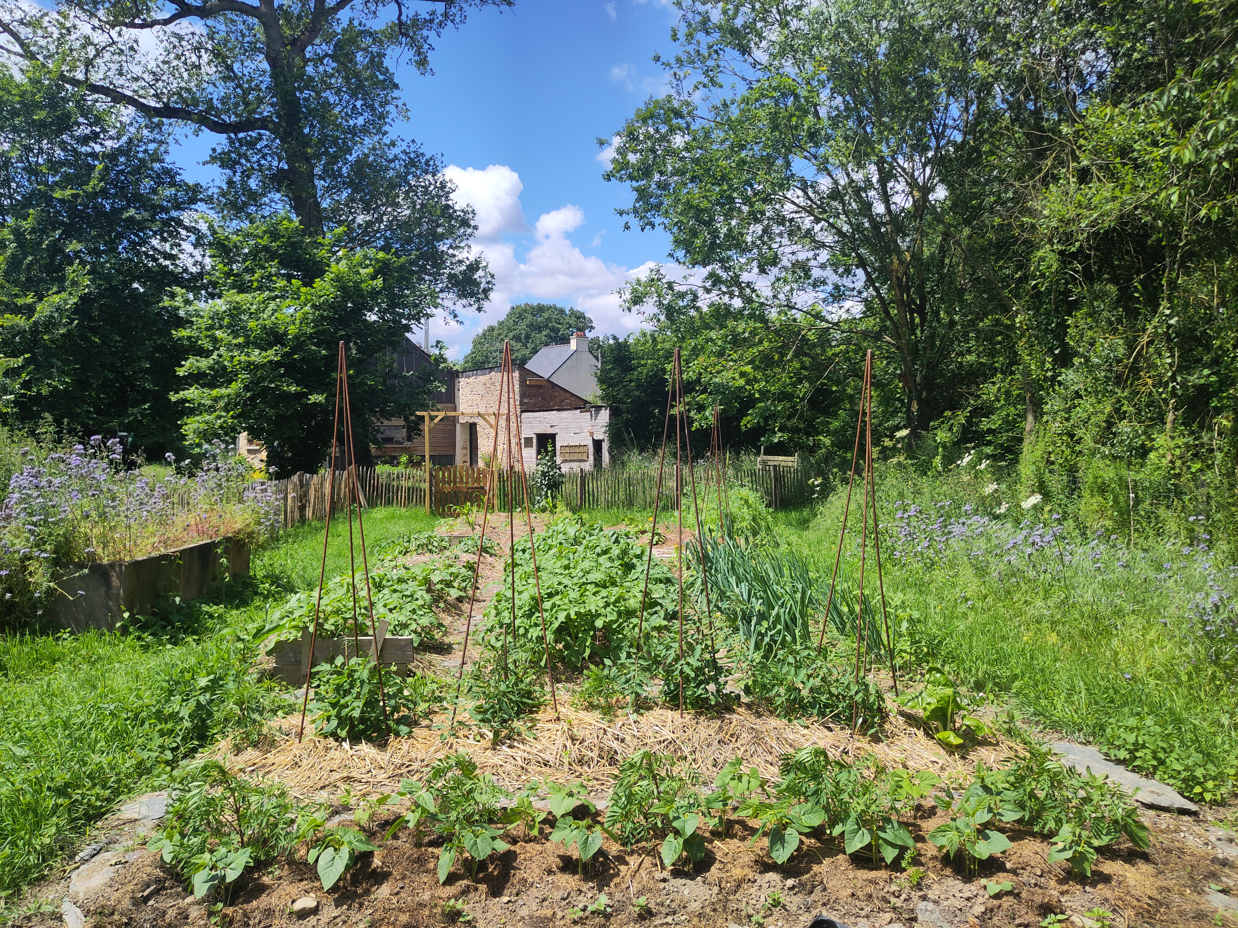 Potager depuis la serre