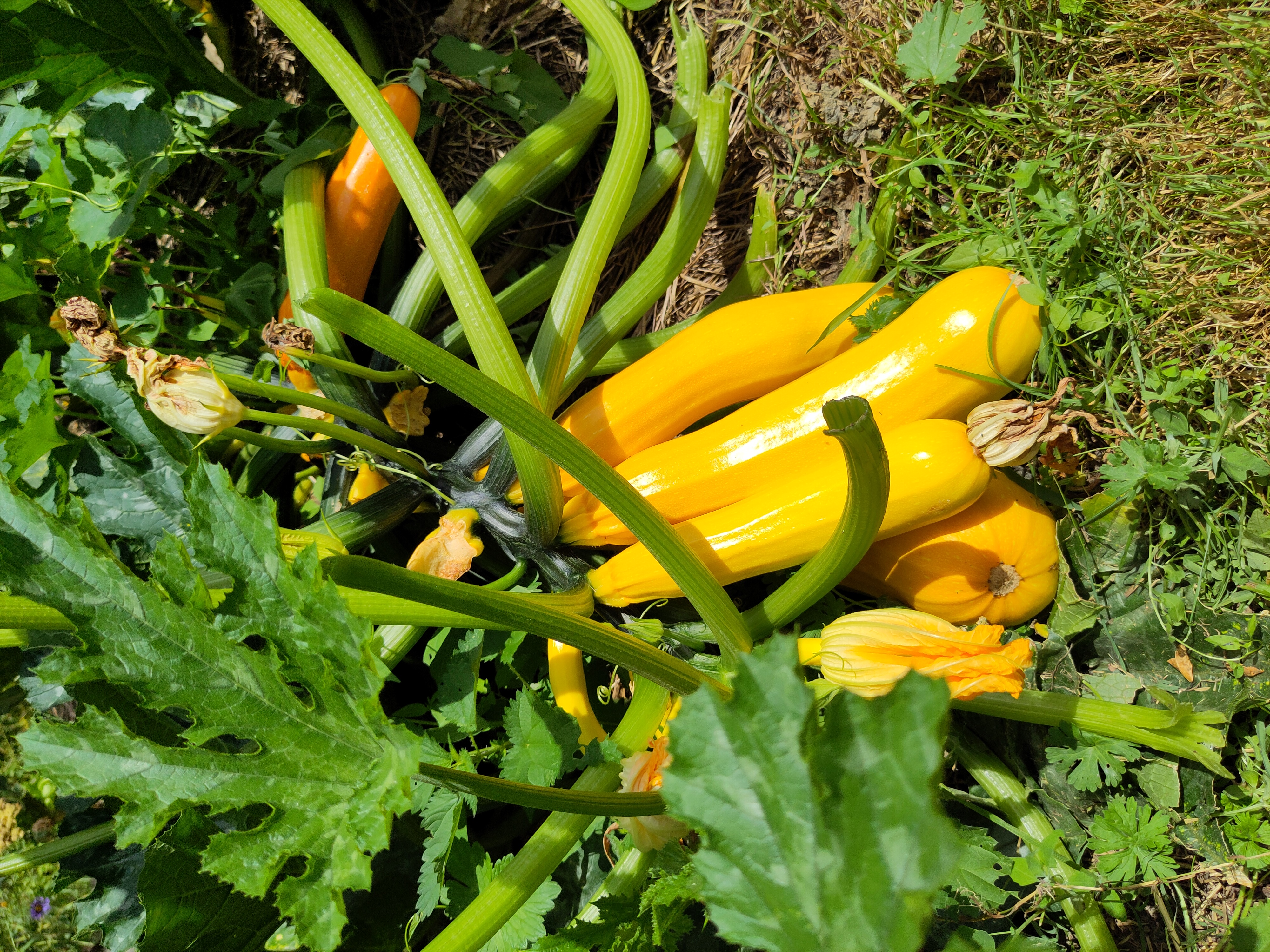Courgettes