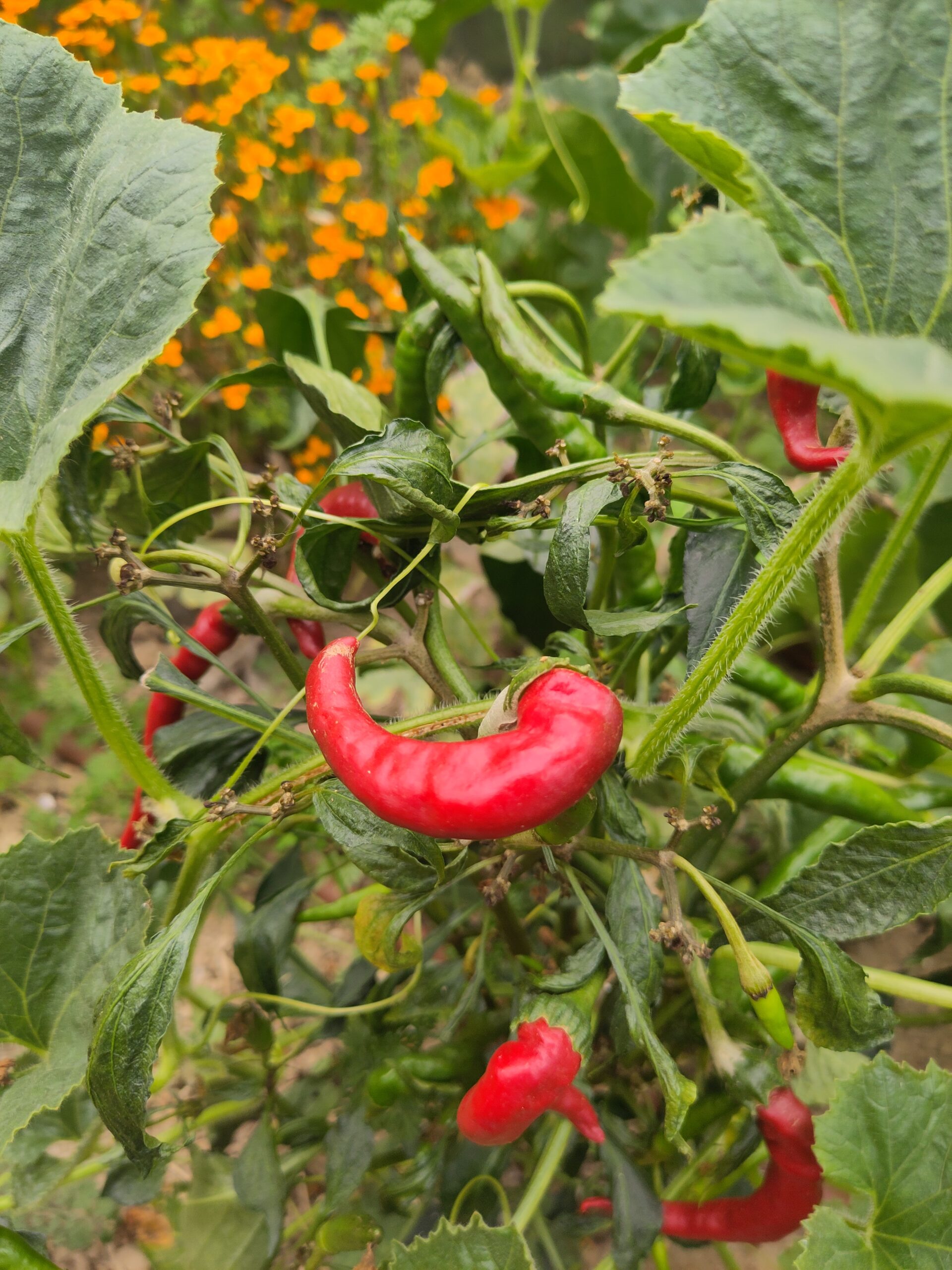 Piments