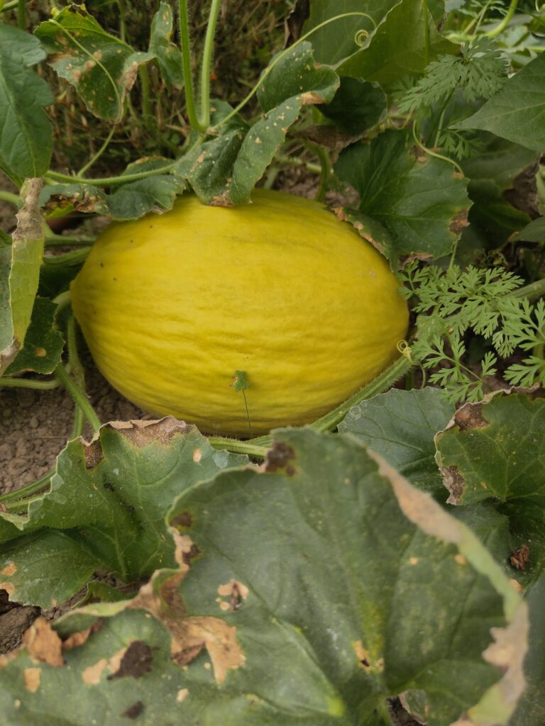 Melon jaune