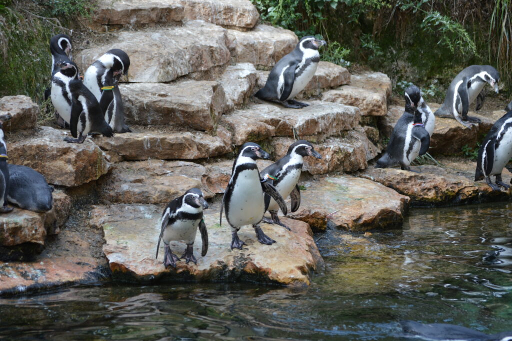 Bioparc - 6