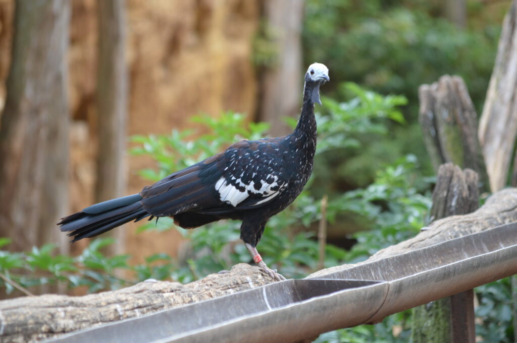 Bioparc - 5