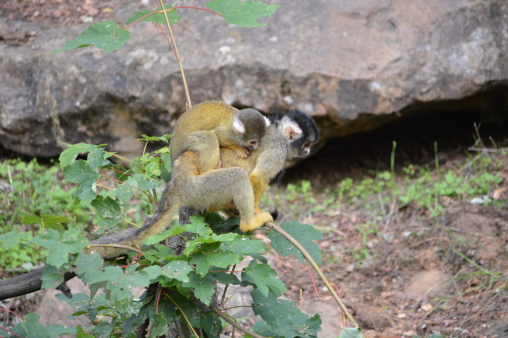 Bioparc - 5