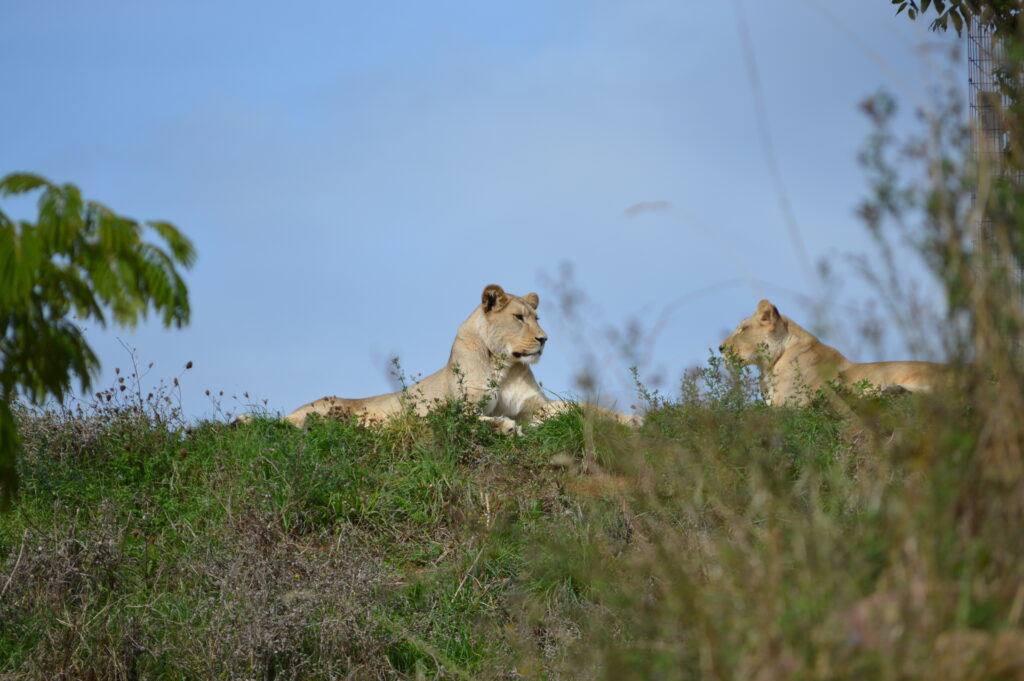 Bioparc - 6
