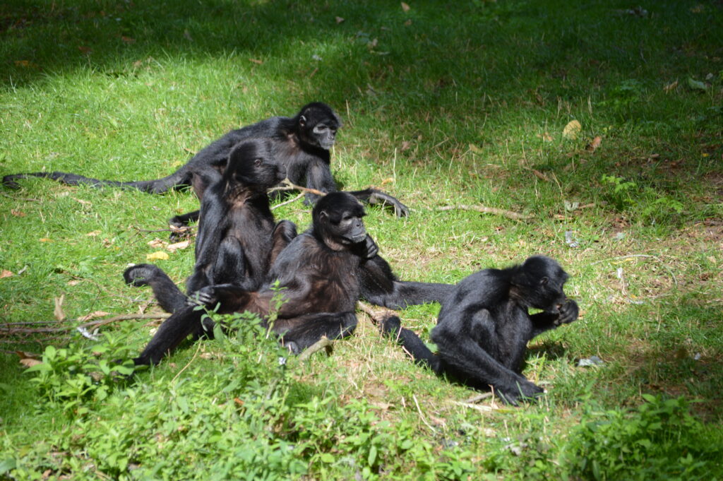 Bioparc - 5