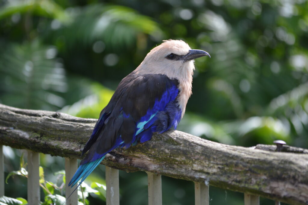 Bioparc - 5