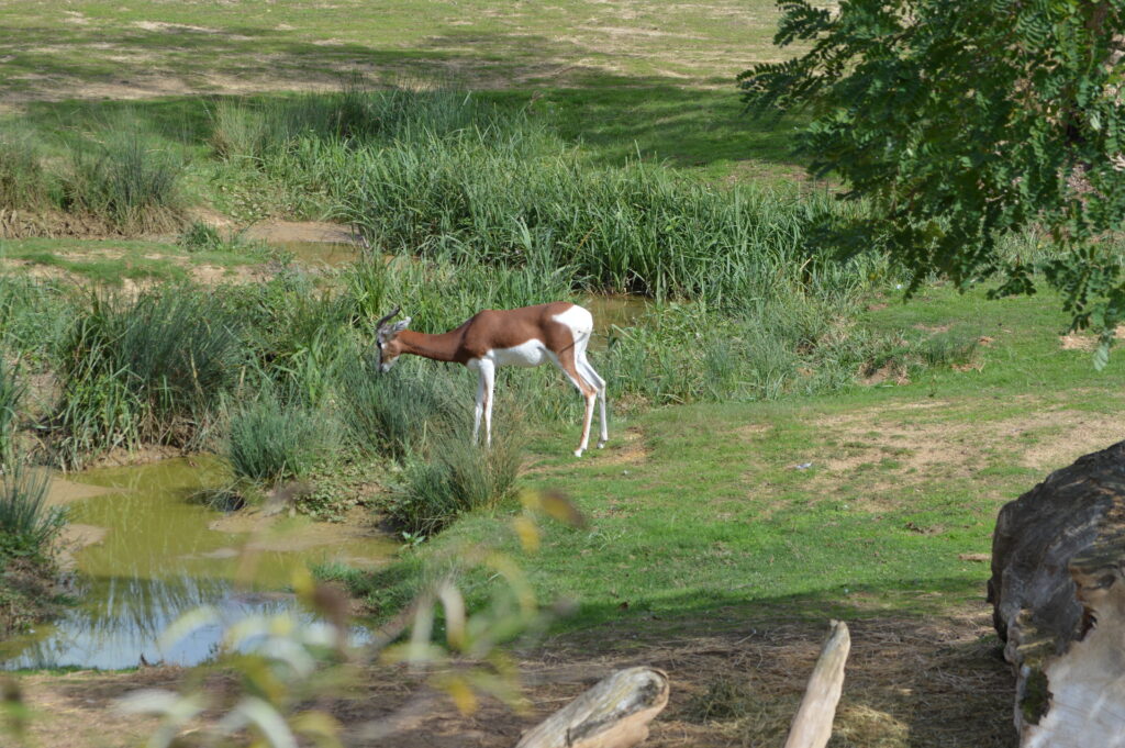 Bioparc - 4