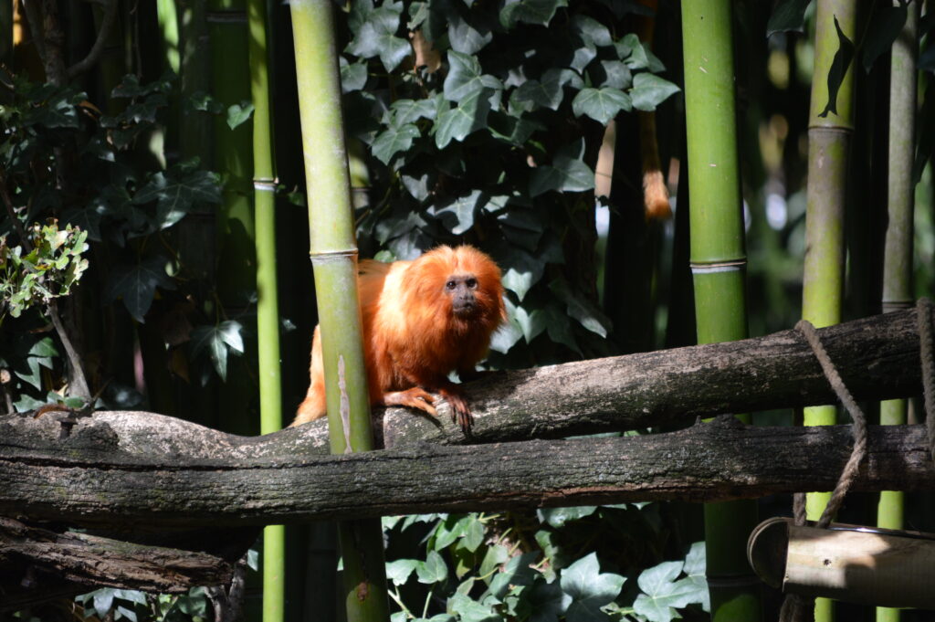 Bioparc - 2