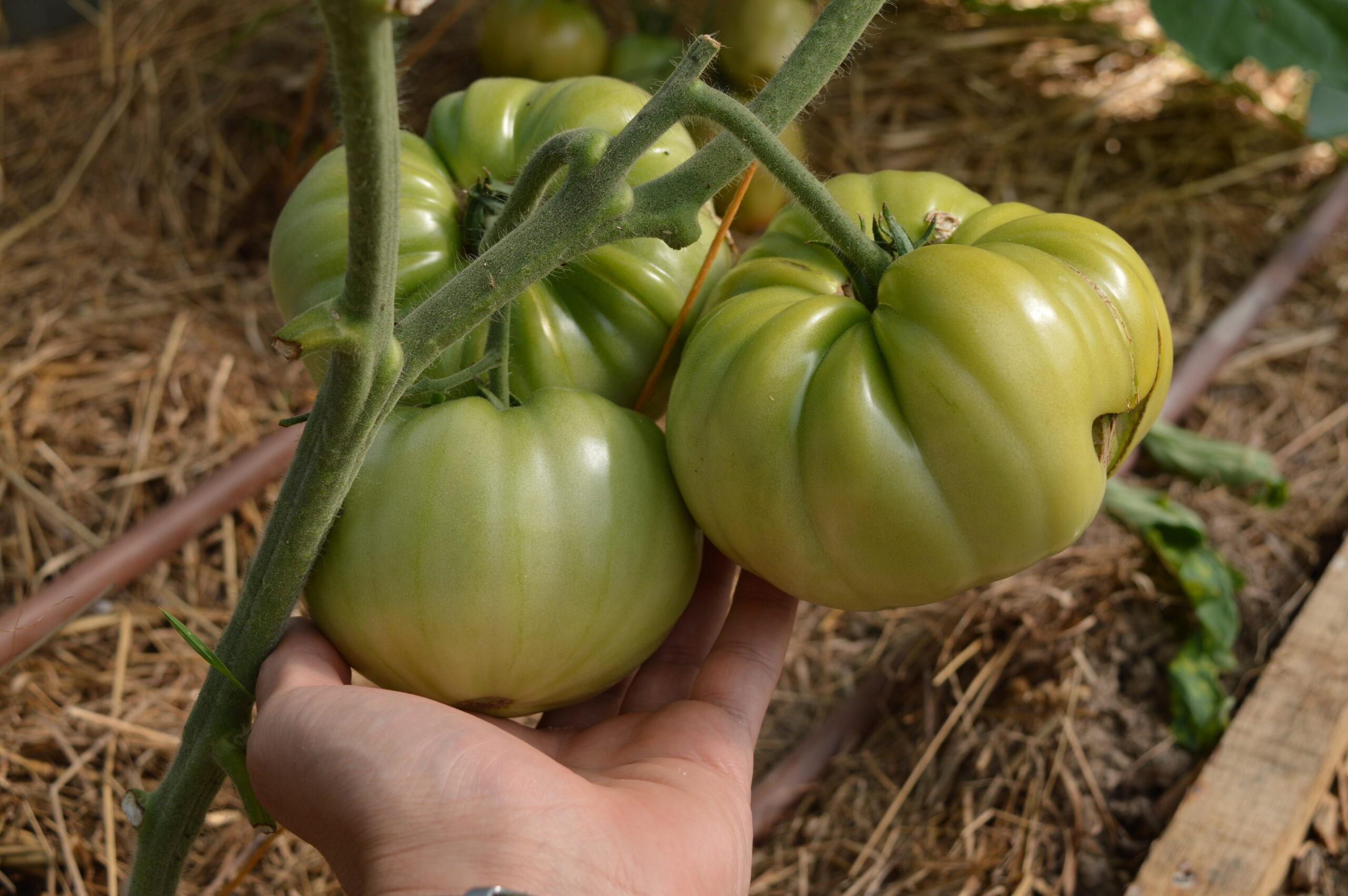 Confiture de tomates !