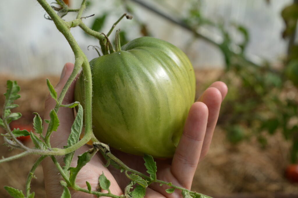 Cueillette tomate