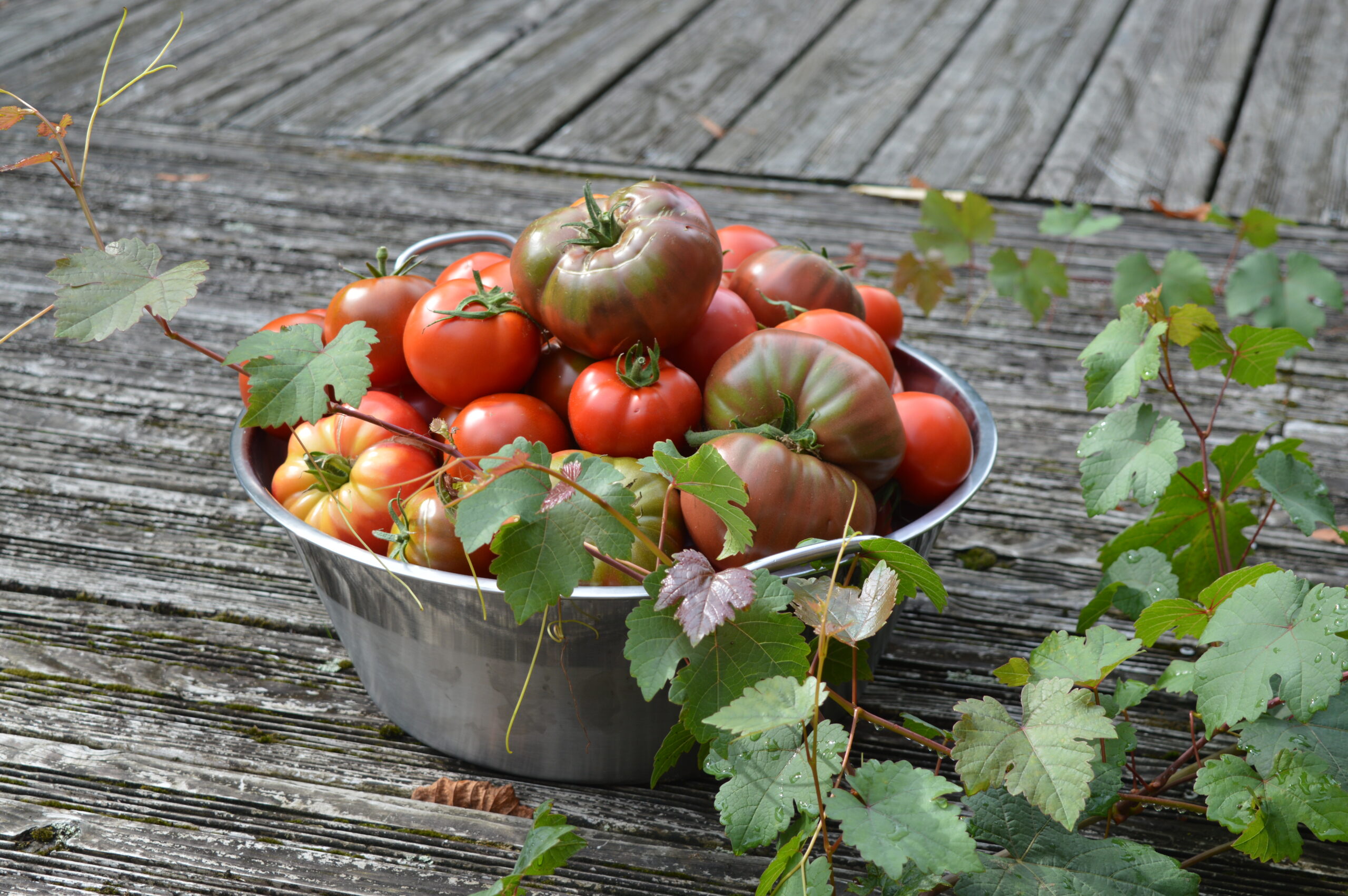 Tomates pour tous !