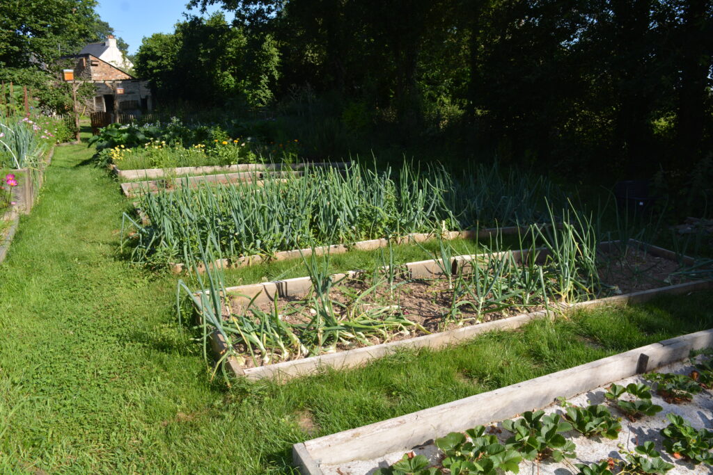 Nouveau potager, résultat