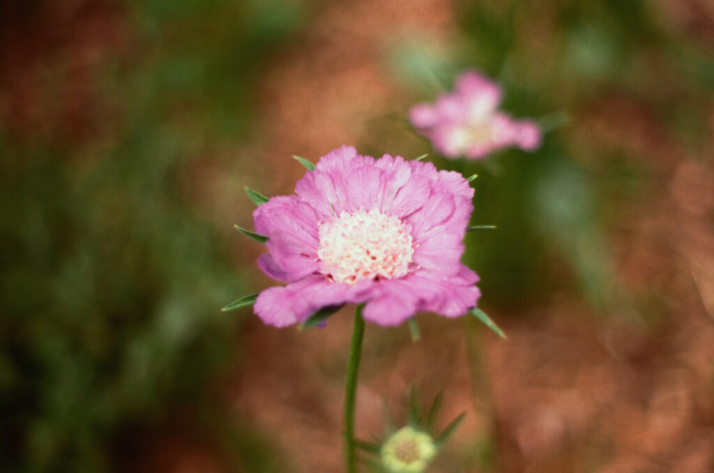 Fleur rose argentique