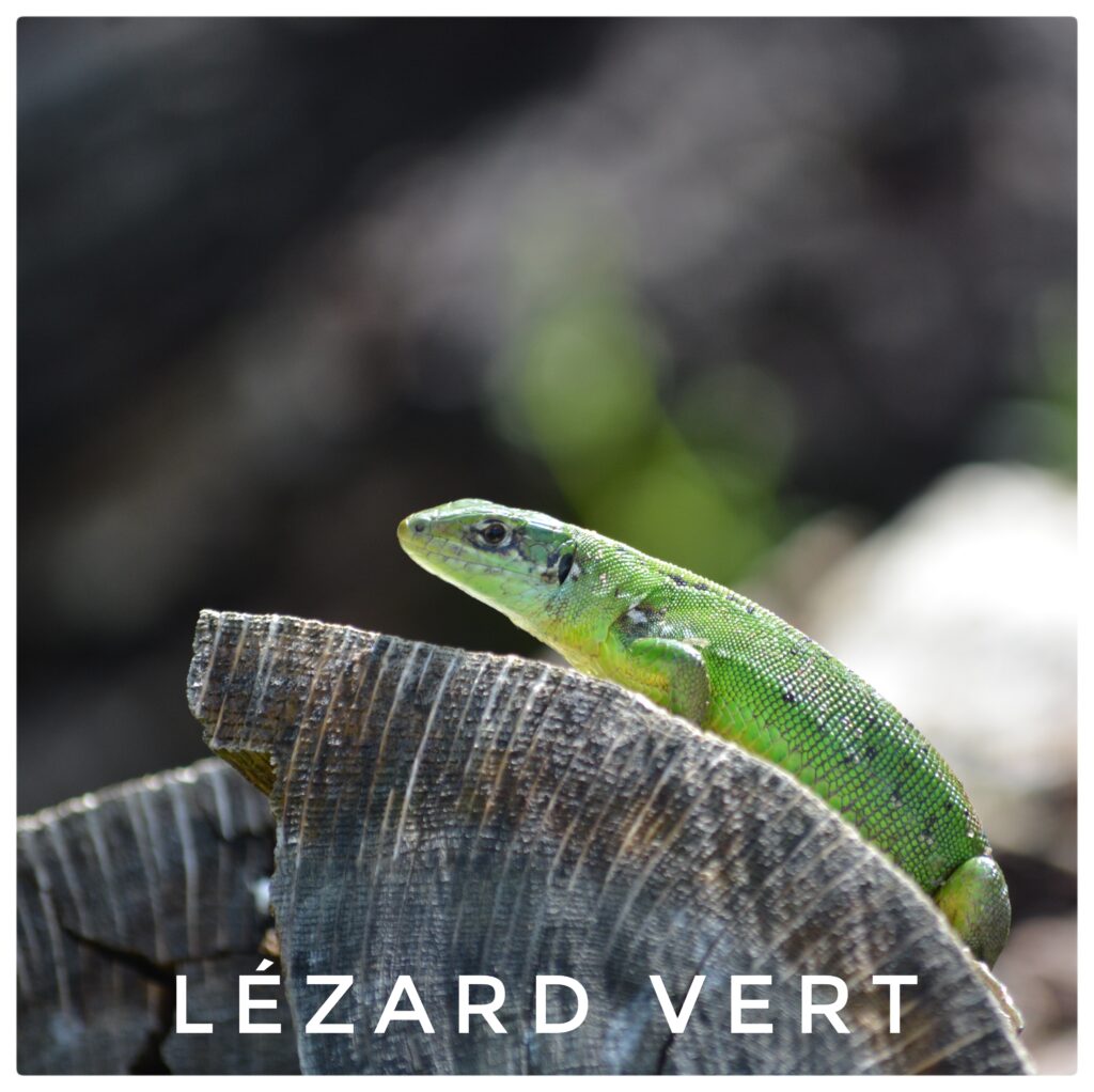 Lézard vert