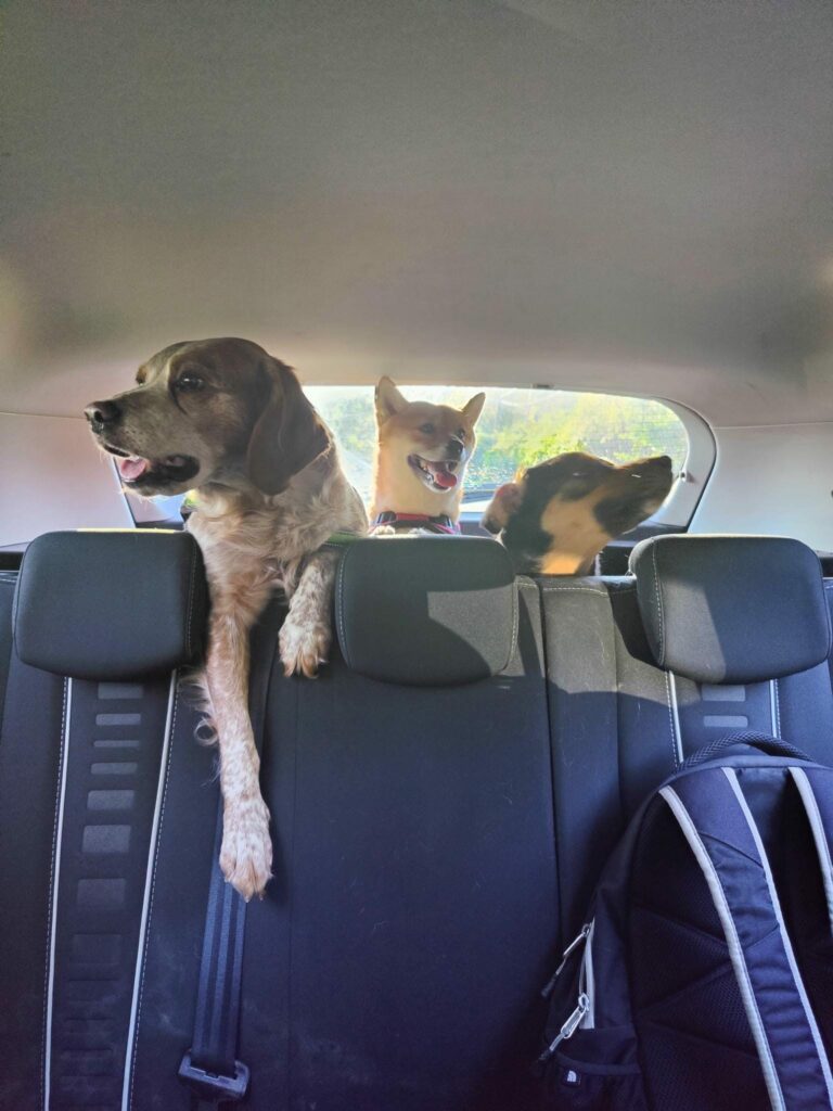 2022 - Les chiens