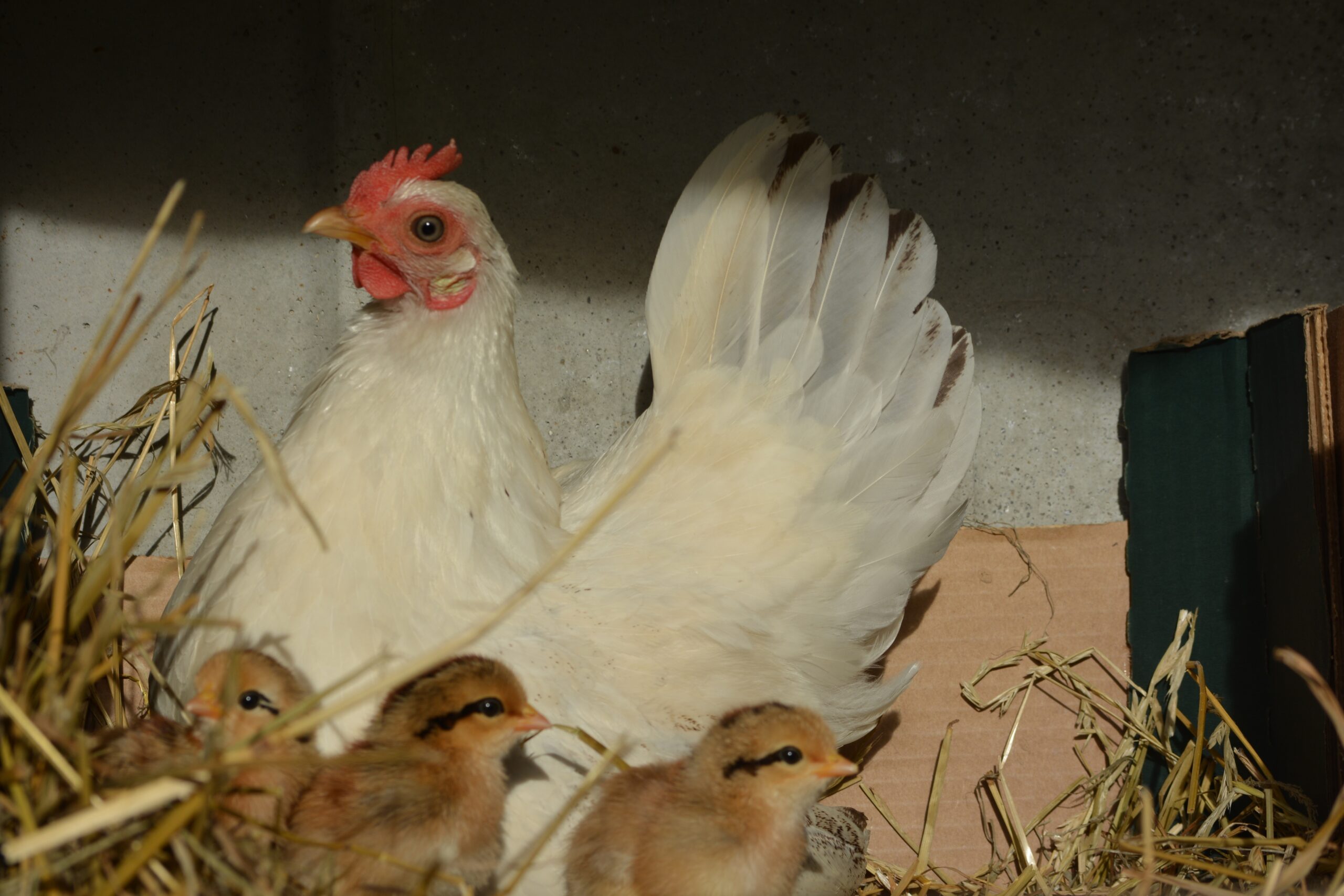 2026 - Les poules