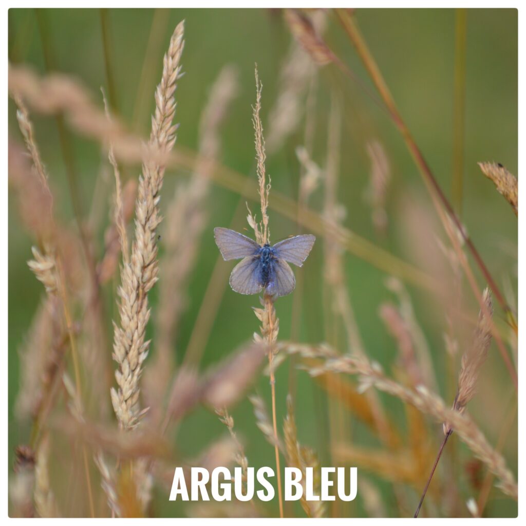 Argus bleu