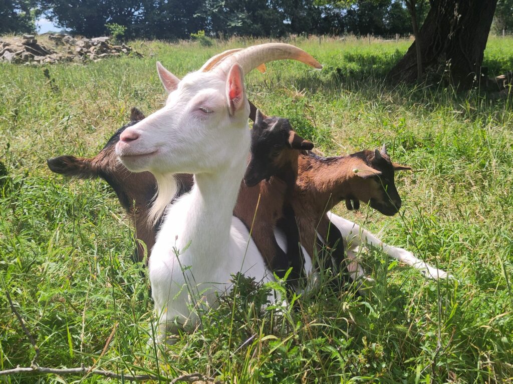 Blanquette & les chevreaux