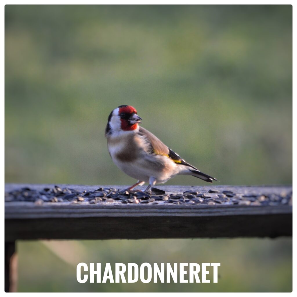 Chardonneret