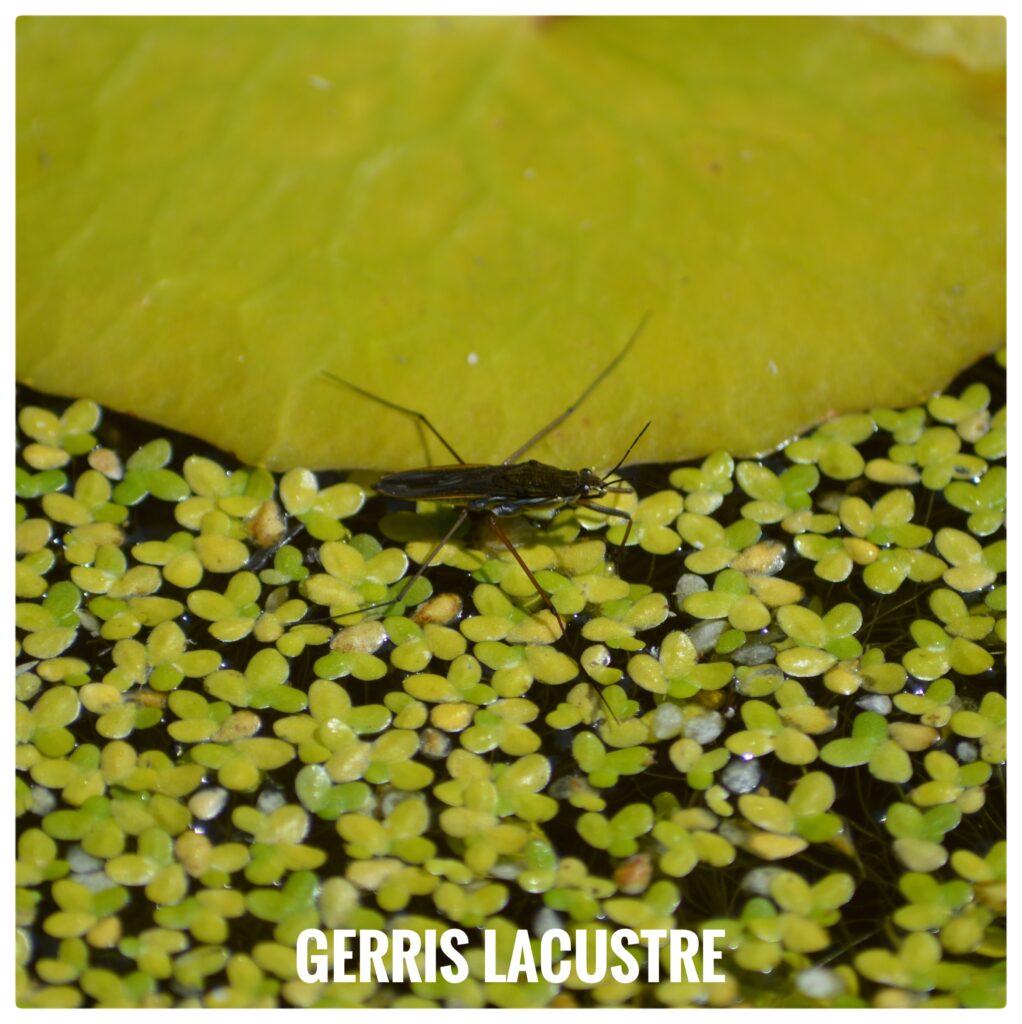 Gerris lacustre