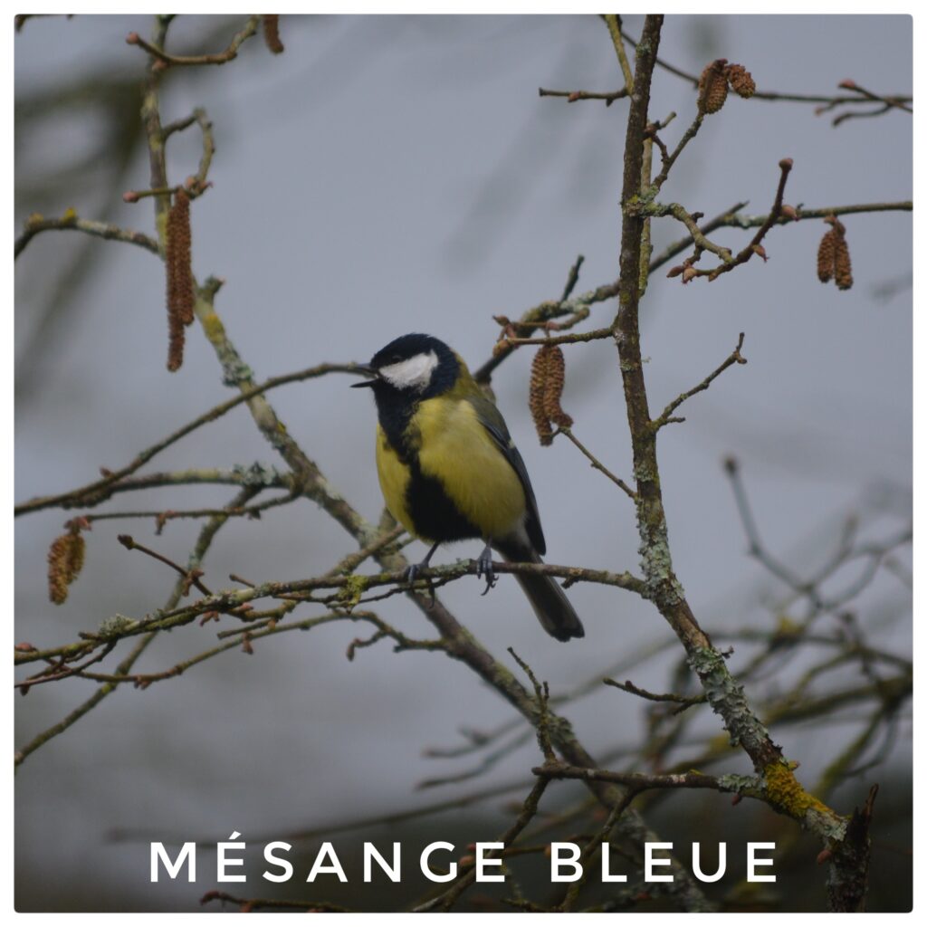 Mésange bleue