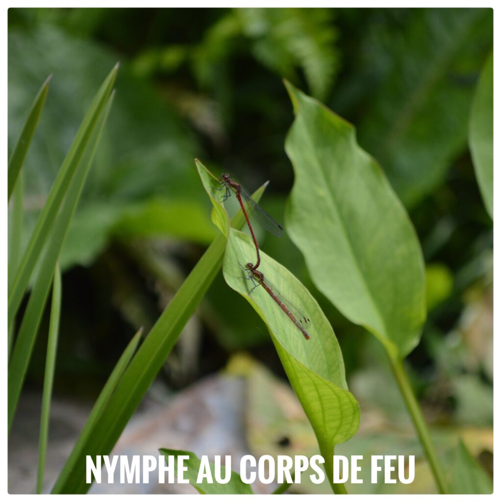 Nymphe au corps de feu