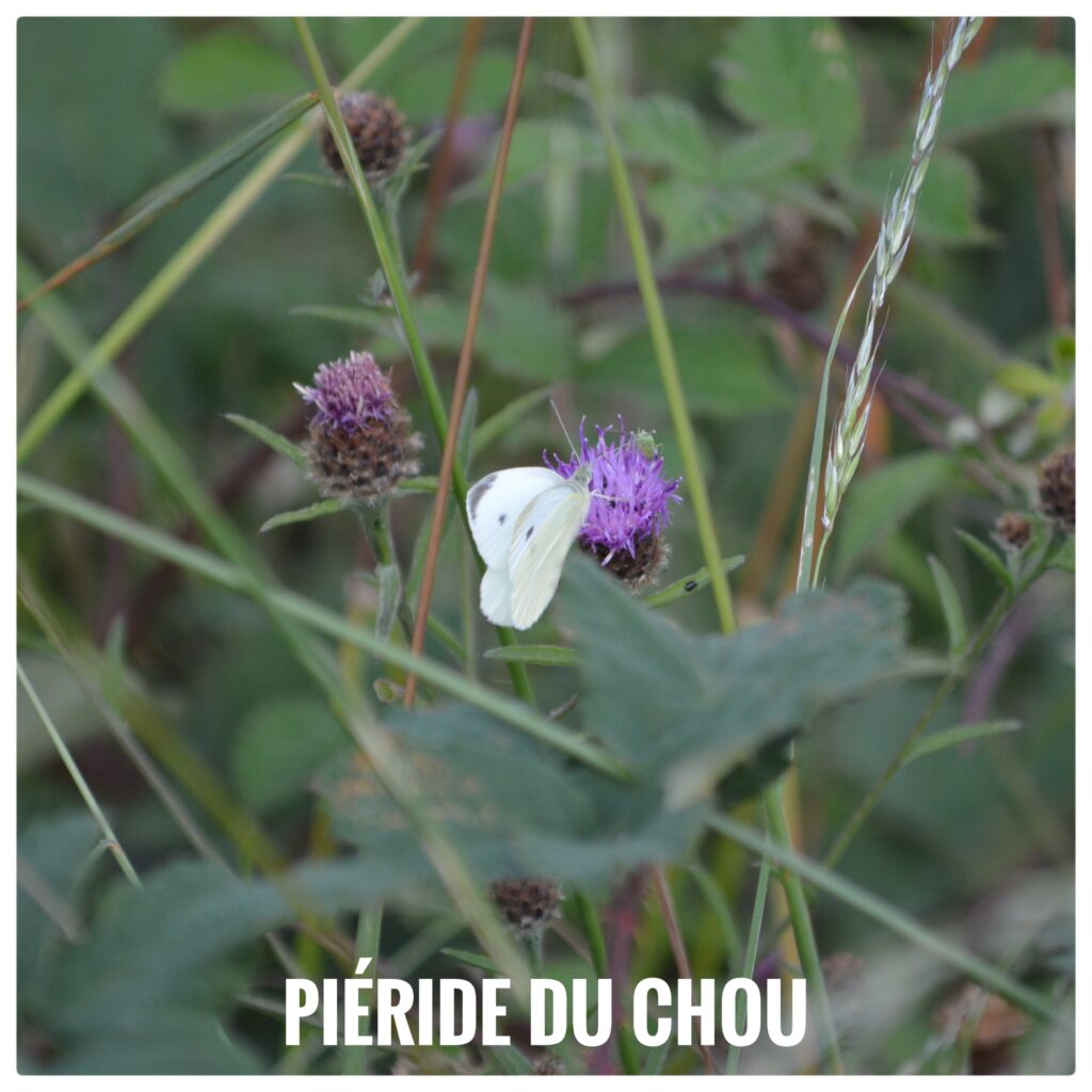 Piéride du chou