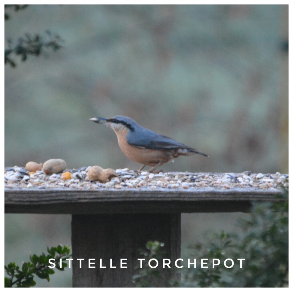 Sytelle torchepot