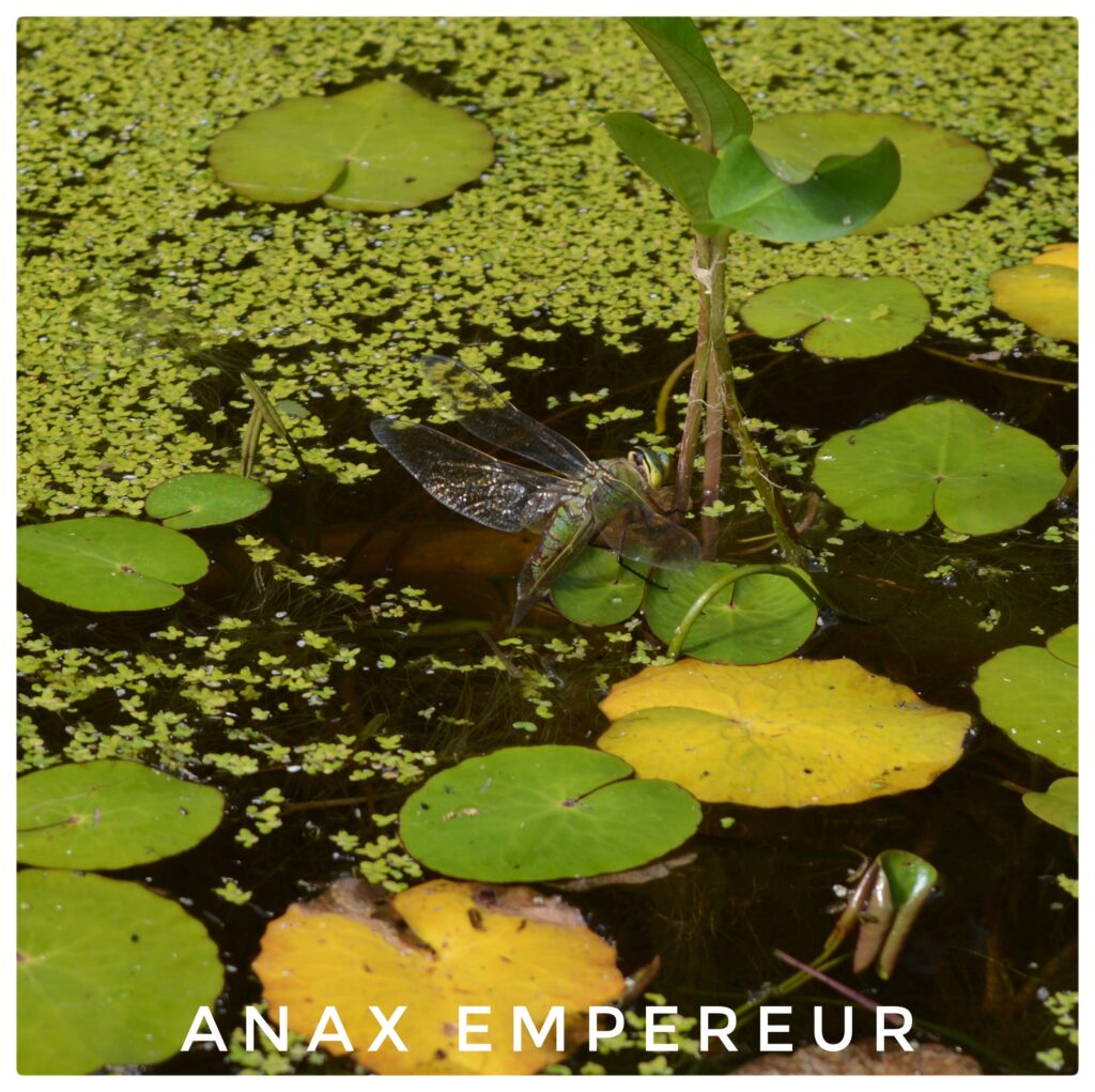 Anax empereur
