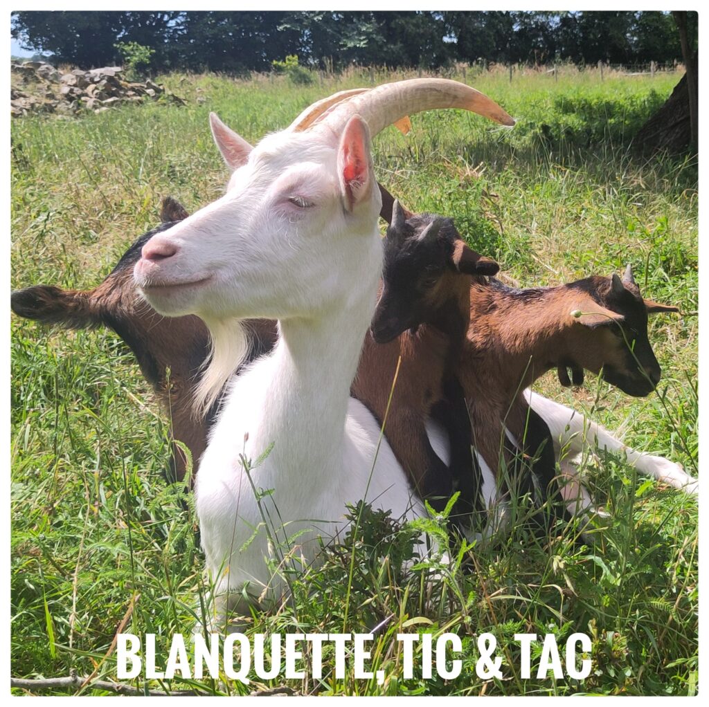 Blanquette, Tic & Tac