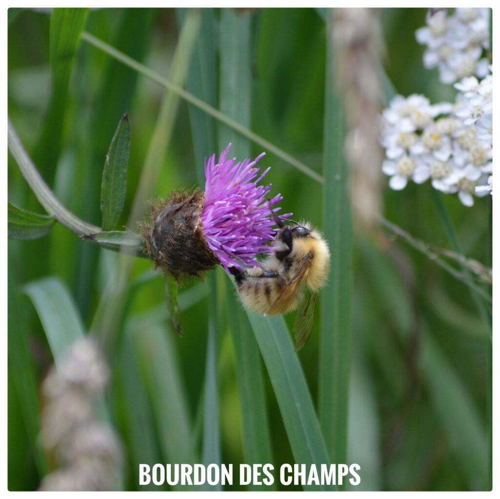 Bourdon des champs
