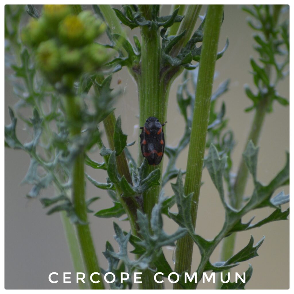 Cercope commun