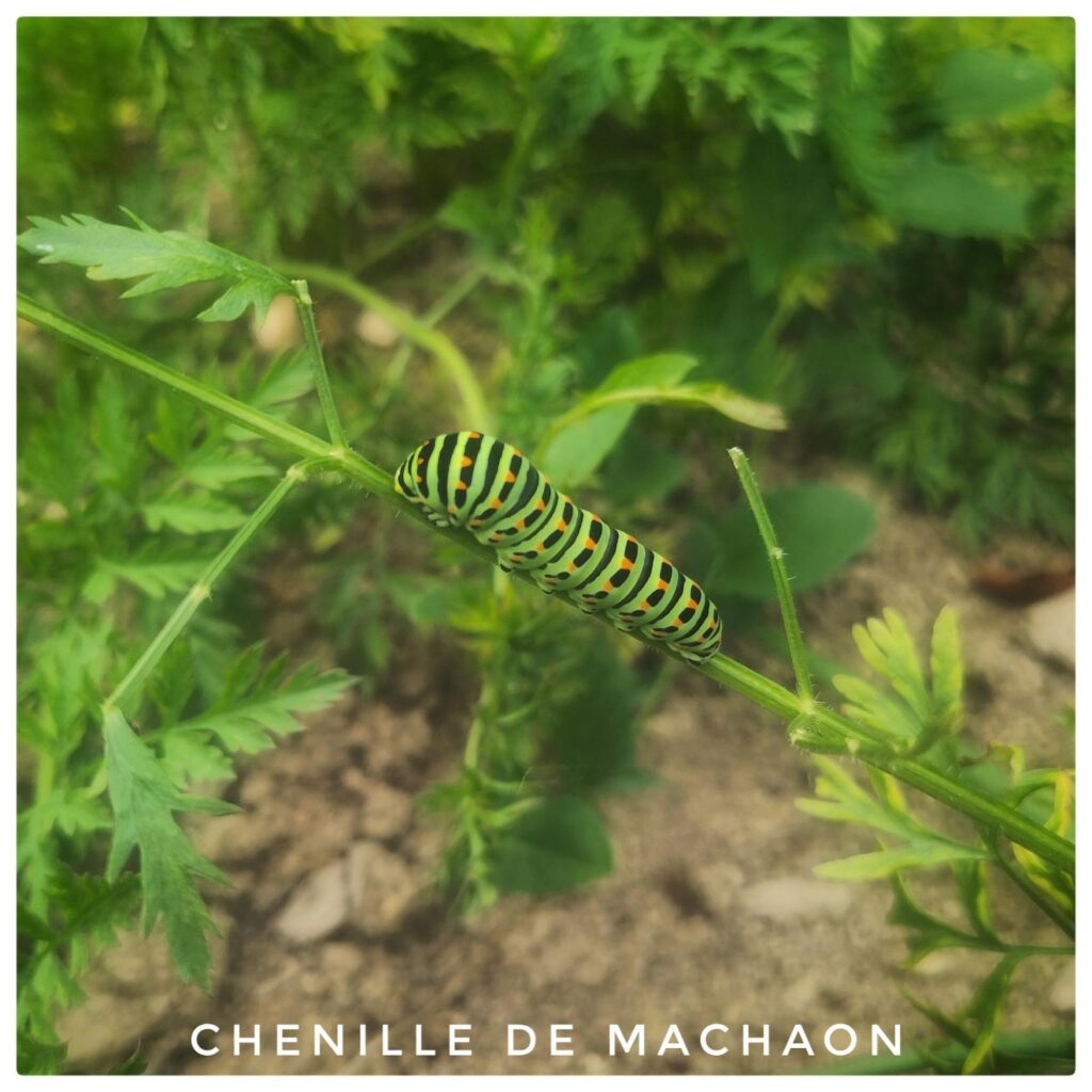 Chenille de machaon