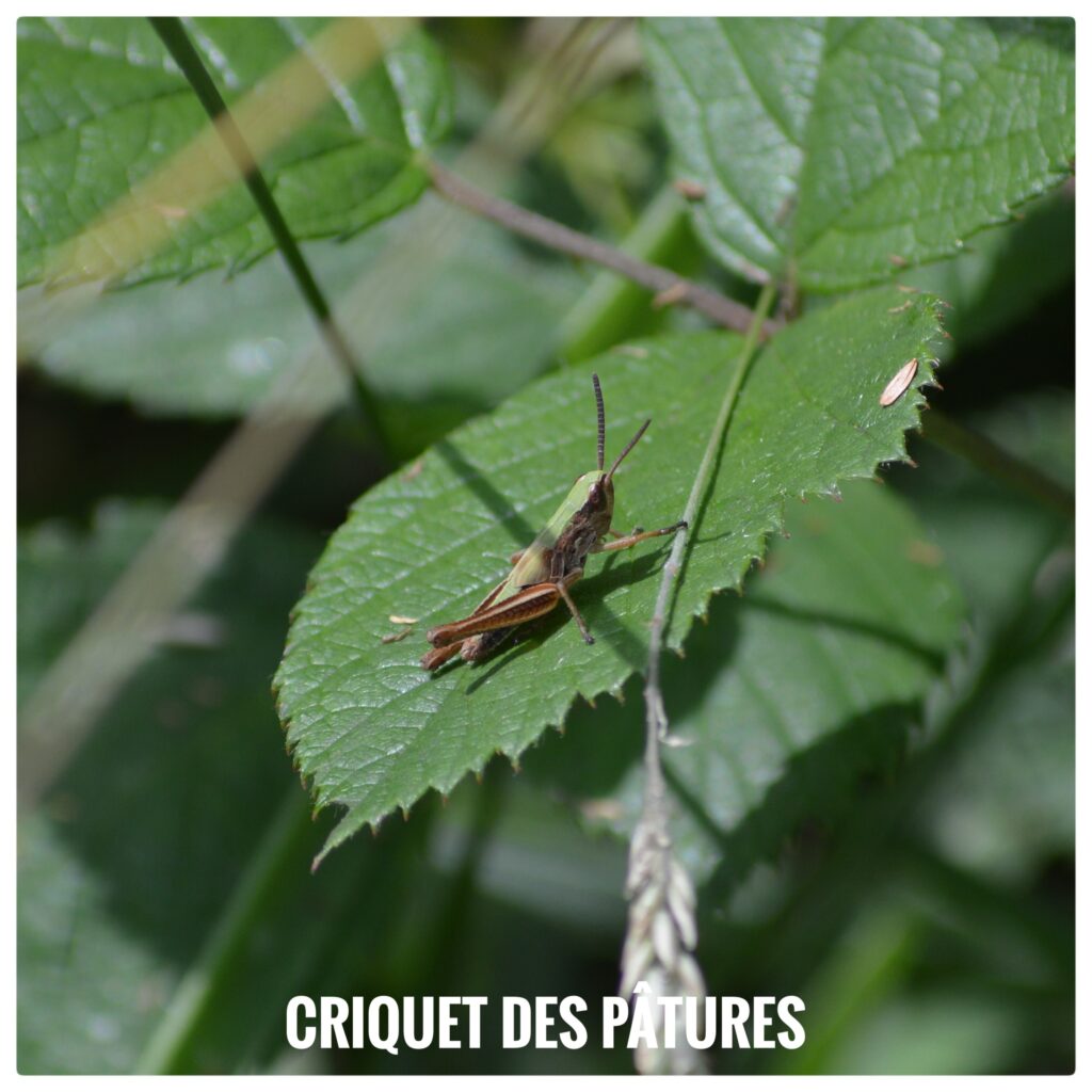 Criquet des pâtures