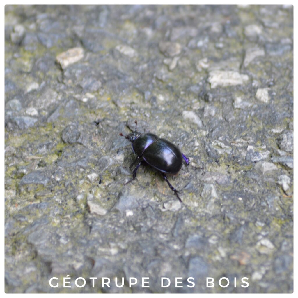 Géotrupe des bois