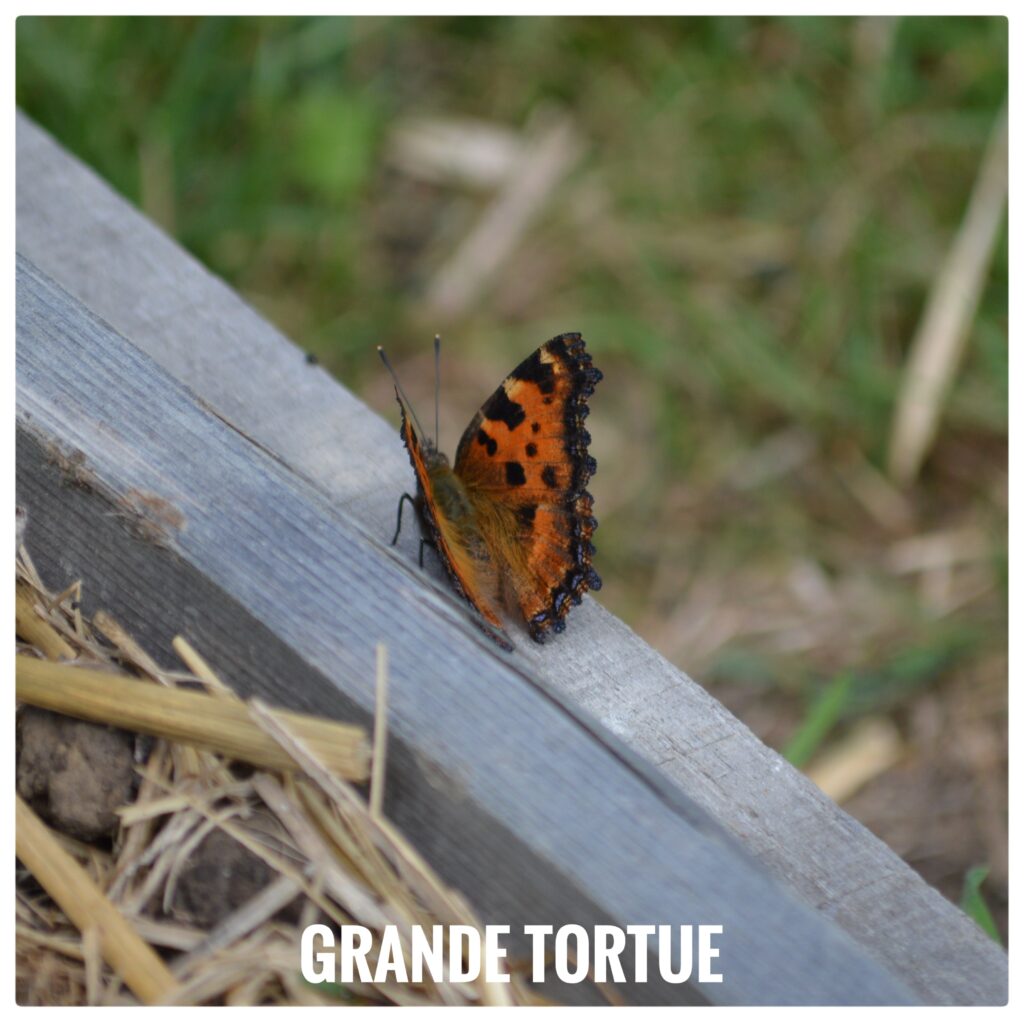 Grande tortue