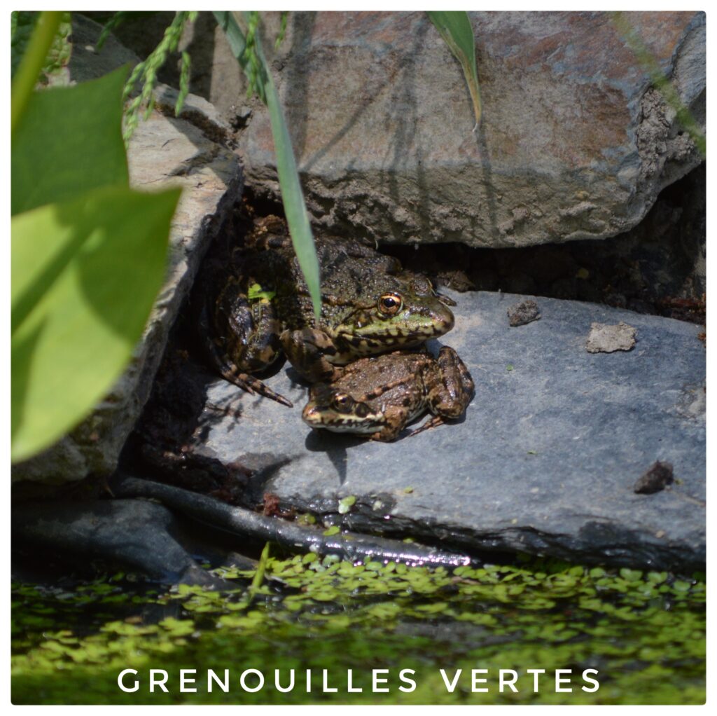 Grenouilles vertes