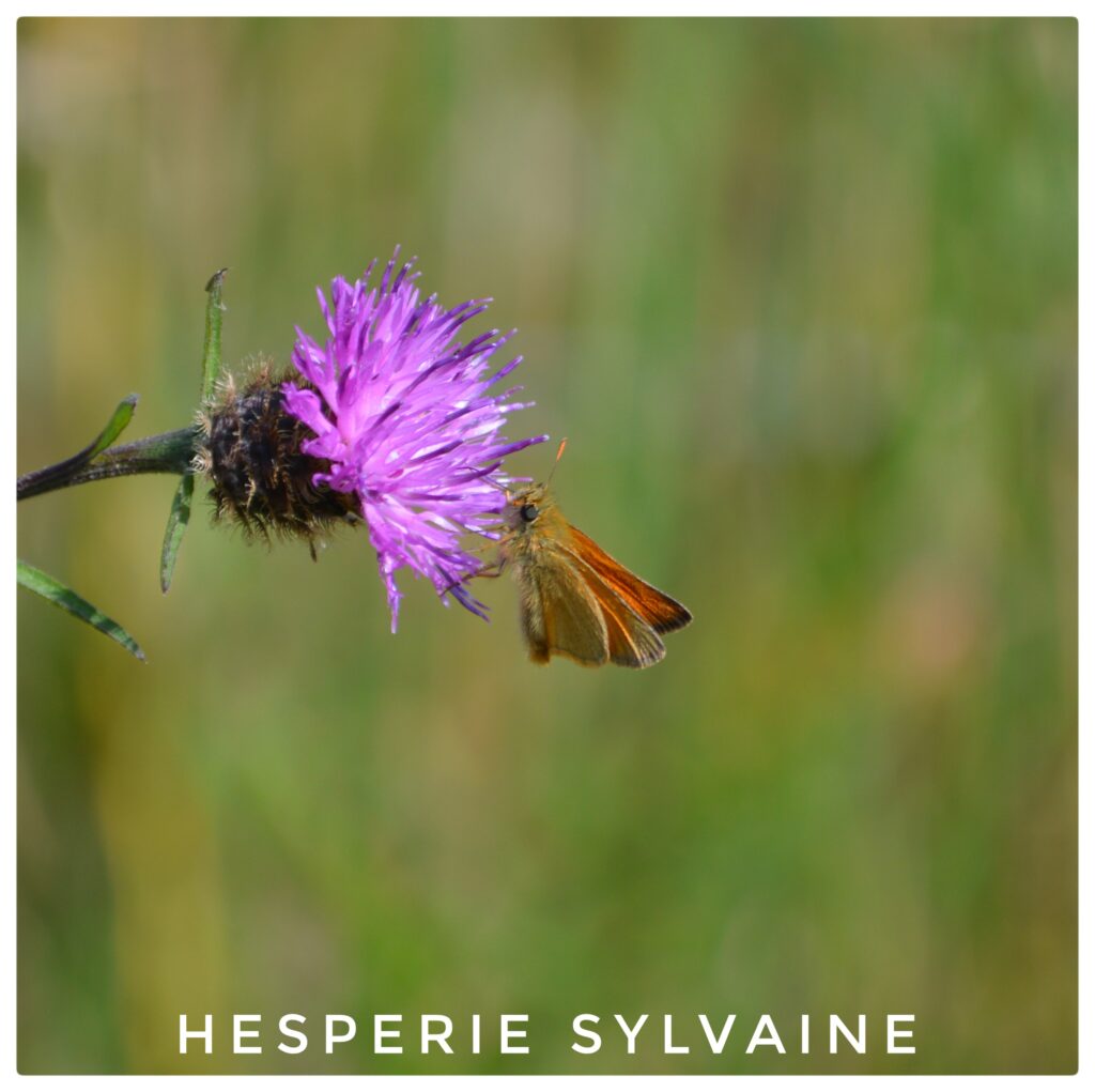 Hesperie sylvaine