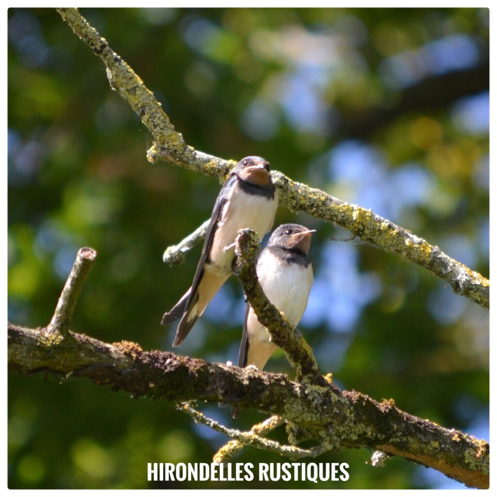 Hirondelles rustiques