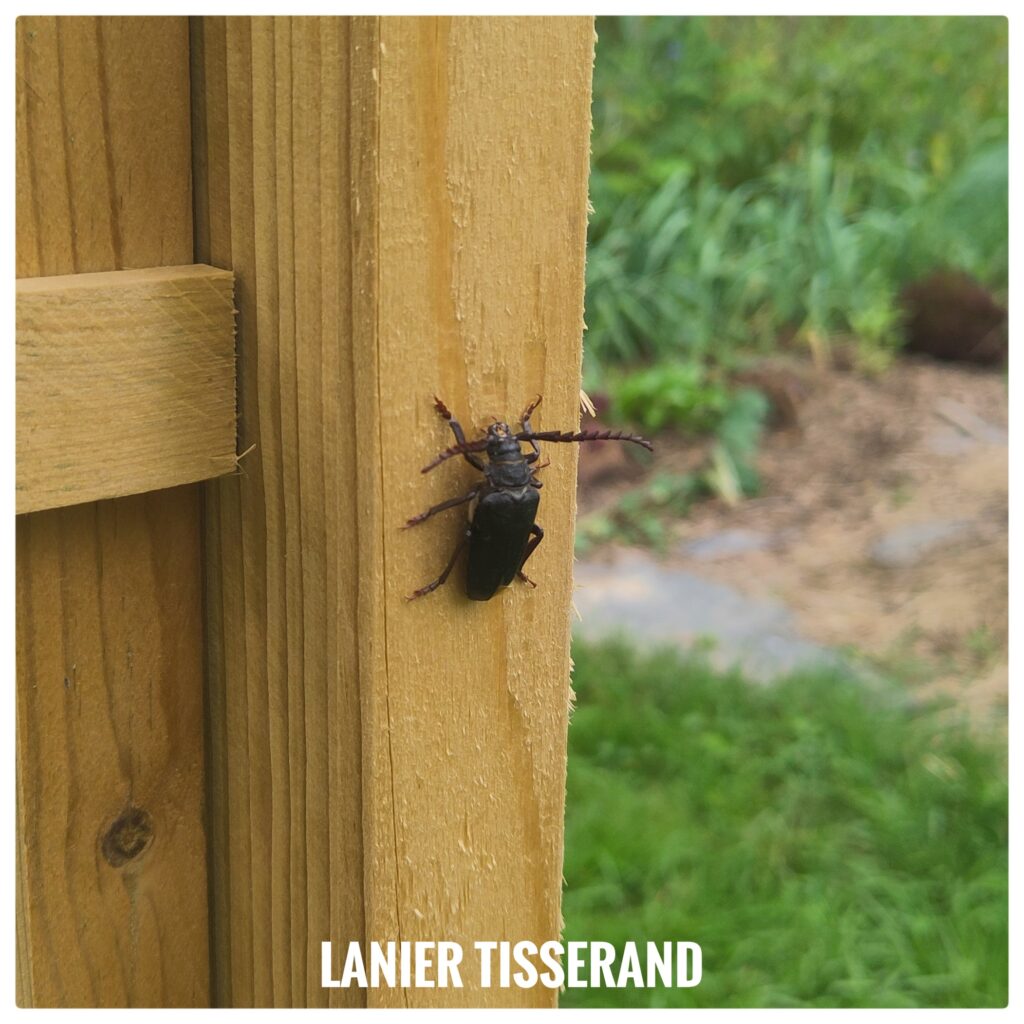 Lanier tisserand