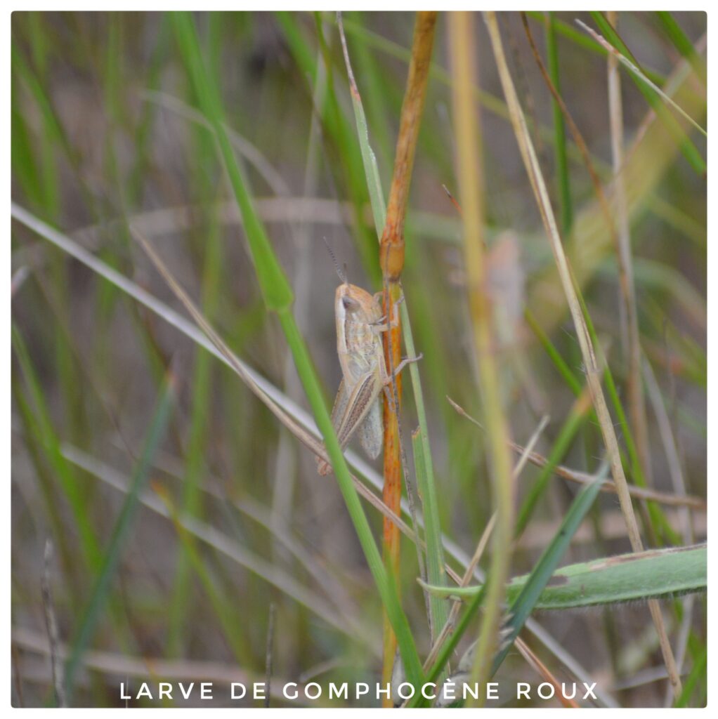 Larve de gomphocene roux
