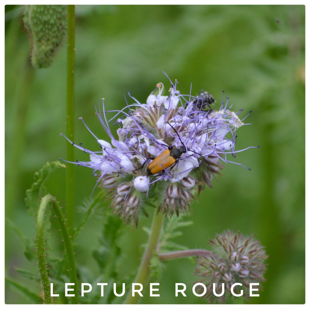 Lepture rouge