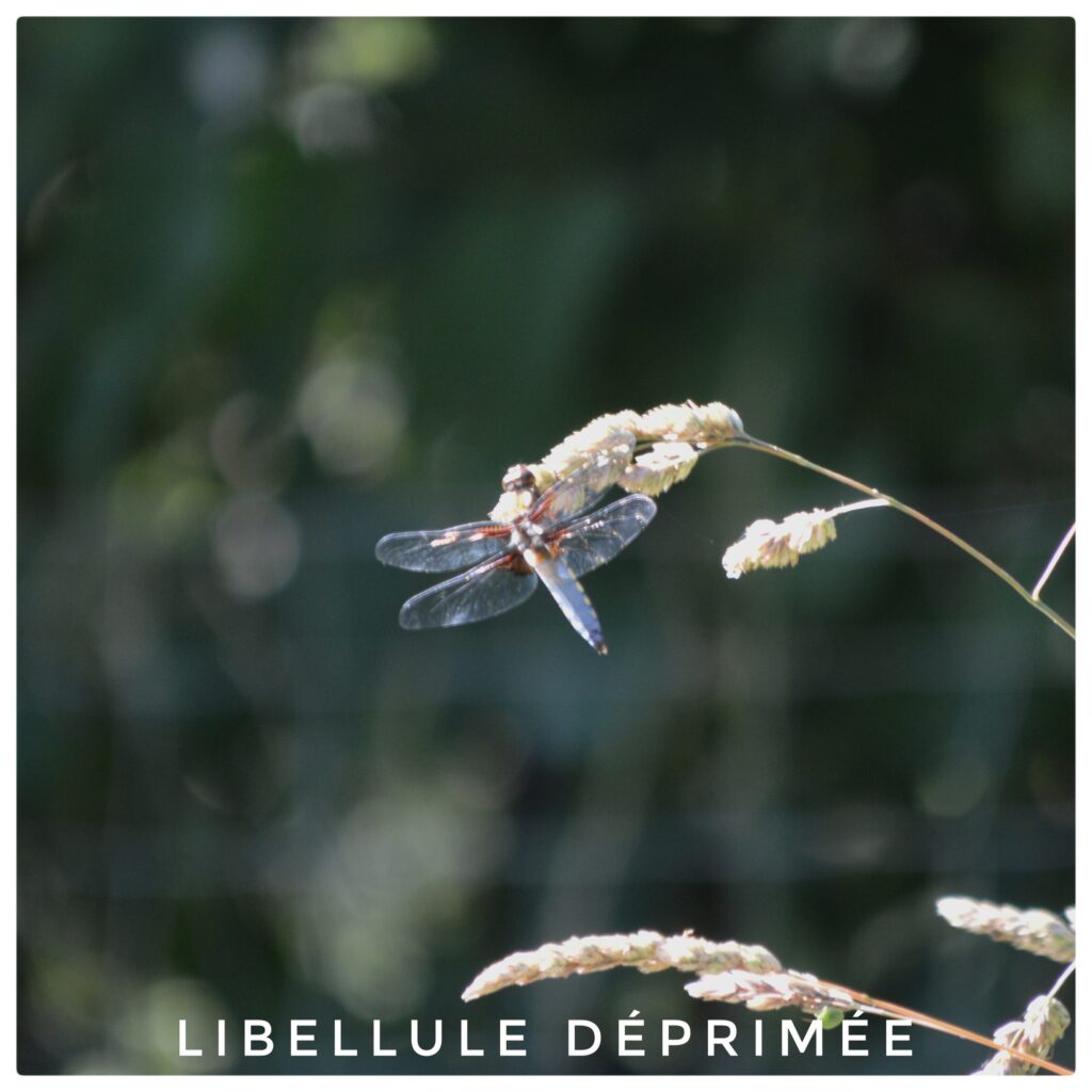 Libellule déprimée