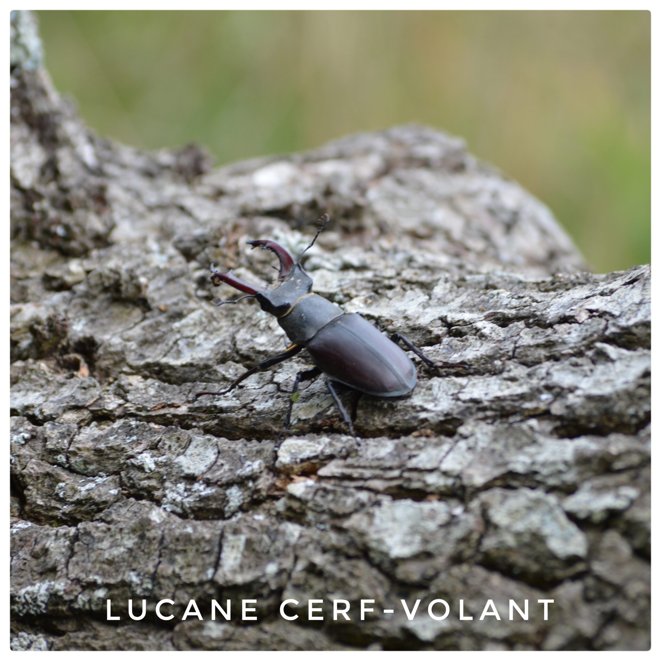 Lucane cerf volant