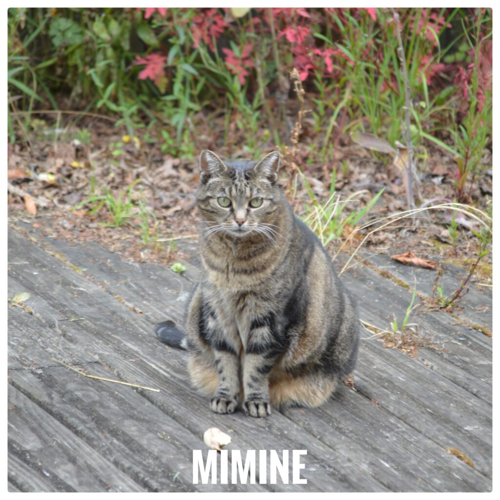 Mimine