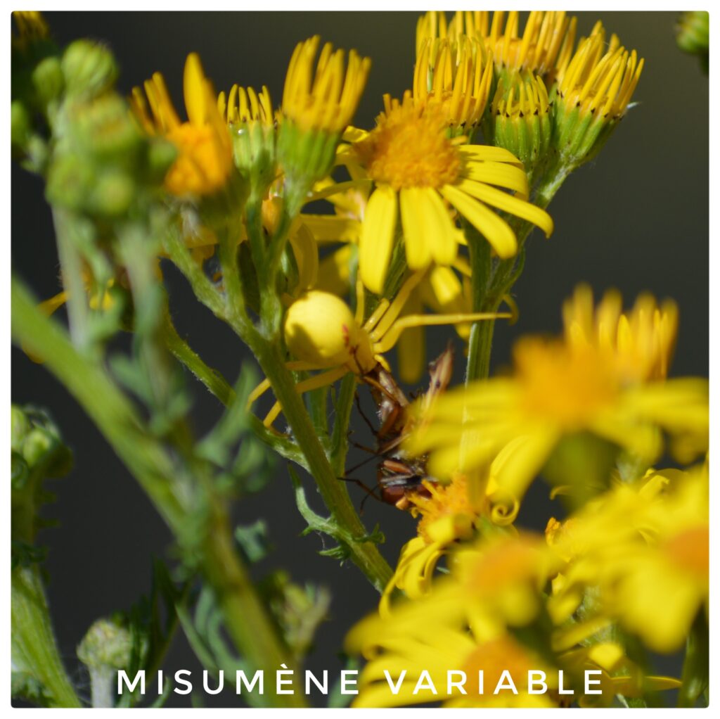 Misumène variable