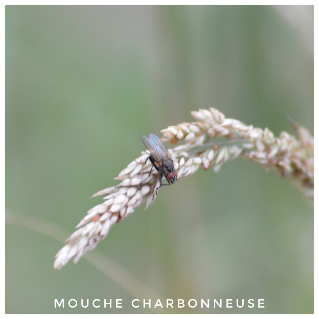Mouche charbonneuse